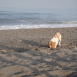 Kyra en la playa